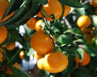 온주밀감(만감류)